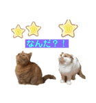愛する猫たち ベンガル スコ エギゾチック（個別スタンプ：26）