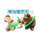 愛する猫たち ベンガル スコ エギゾチック（個別スタンプ：27）