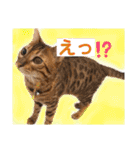 愛する猫たち ベンガル スコ エギゾチック（個別スタンプ：30）