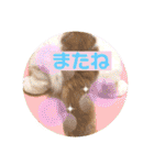 愛する猫たち ベンガル スコ エギゾチック（個別スタンプ：32）