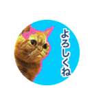 愛する猫たち ベンガル スコ エギゾチック（個別スタンプ：33）