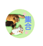 愛する猫たち ベンガル スコ エギゾチック（個別スタンプ：34）