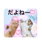 愛する猫たち ベンガル スコ エギゾチック（個別スタンプ：35）