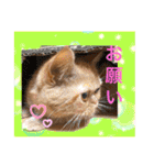 愛する猫たち ベンガル スコ エギゾチック（個別スタンプ：38）