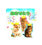 愛する猫たち ベンガル スコ エギゾチック（個別スタンプ：39）