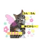 愛する猫たち ベンガル スコ エギゾチック（個別スタンプ：40）