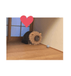 浜田家の猫あずきちゃん（個別スタンプ：3）