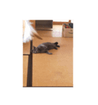 浜田家の猫あずきちゃん（個別スタンプ：4）