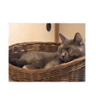 浜田家の猫あずきちゃん（個別スタンプ：5）