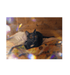 浜田家の猫あずきちゃん（個別スタンプ：8）