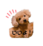 くぅちゃんスタイルPart2（個別スタンプ：4）