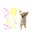 日本テリアの麗音とチワワのぷぅ〜2（個別スタンプ：3）