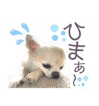 日本テリアの麗音とチワワのぷぅ〜2（個別スタンプ：5）