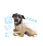 日本テリアの麗音とチワワのぷぅ〜2（個別スタンプ：7）