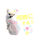 日本テリアの麗音とチワワのぷぅ〜2（個別スタンプ：23）
