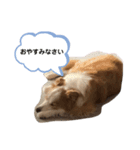 Rui’s Stamp 1（個別スタンプ：3）