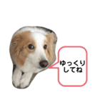 Rui’s Stamp 1（個別スタンプ：13）