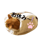 ワイルドアニマルスタンプ（個別スタンプ：1）