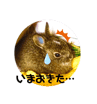 ワイルドアニマルスタンプ（個別スタンプ：5）