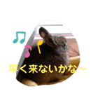 ワイルドアニマルスタンプ（個別スタンプ：7）