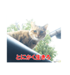 助言猫（個別スタンプ：1）