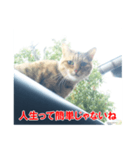助言猫（個別スタンプ：2）