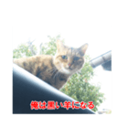 助言猫（個別スタンプ：3）