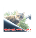 助言猫（個別スタンプ：4）