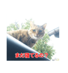 助言猫（個別スタンプ：6）