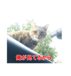 助言猫（個別スタンプ：7）