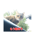 助言猫（個別スタンプ：9）