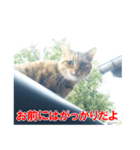 助言猫（個別スタンプ：10）