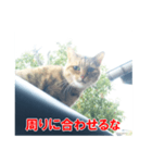 助言猫（個別スタンプ：11）