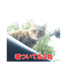 助言猫（個別スタンプ：12）