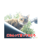 助言猫（個別スタンプ：13）