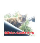 助言猫（個別スタンプ：14）