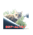 助言猫（個別スタンプ：15）