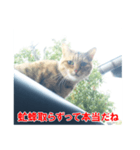 助言猫（個別スタンプ：17）