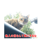 助言猫（個別スタンプ：18）