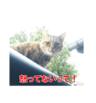 助言猫（個別スタンプ：19）