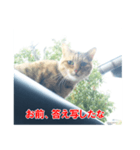 助言猫（個別スタンプ：20）