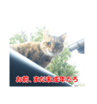 助言猫（個別スタンプ：22）