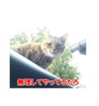 助言猫（個別スタンプ：23）