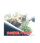 助言猫（個別スタンプ：24）