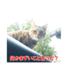 助言猫（個別スタンプ：31）