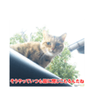 助言猫（個別スタンプ：32）