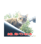助言猫（個別スタンプ：33）
