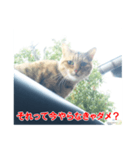 助言猫（個別スタンプ：34）