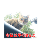 助言猫（個別スタンプ：35）