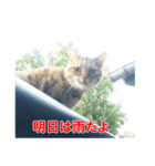 助言猫（個別スタンプ：36）